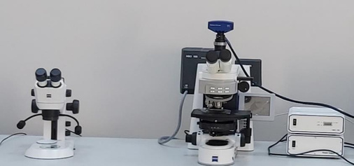 Optik Mikroskop